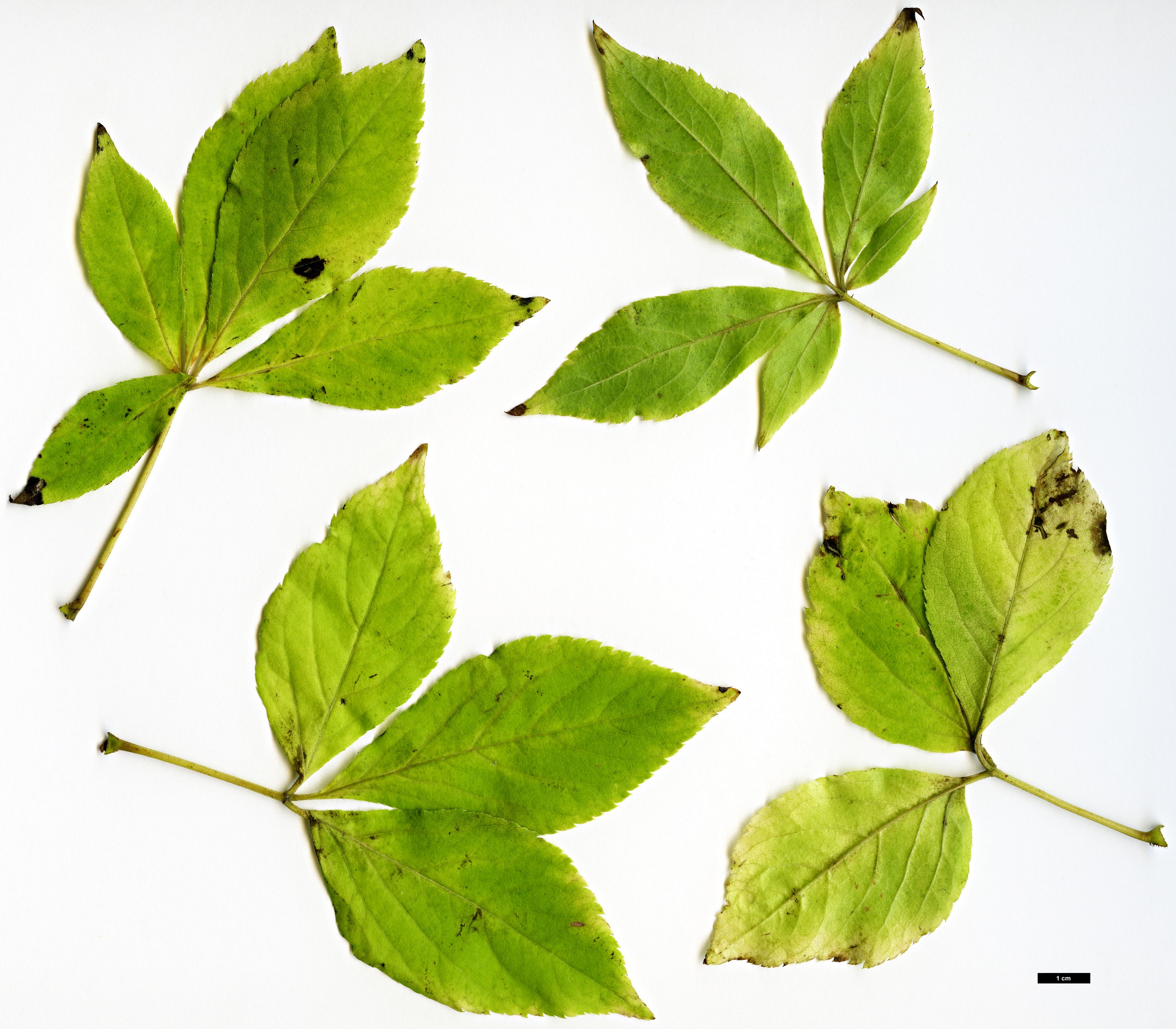 High resolution image: Family: Araliaceae - Genus: Eleutherococcus - Taxon: sessiliflorus High resolution image: Family: Araliaceae - Genus: Eleutherococcus - Taxon: sessiliflorus